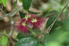 Syzygium laetum